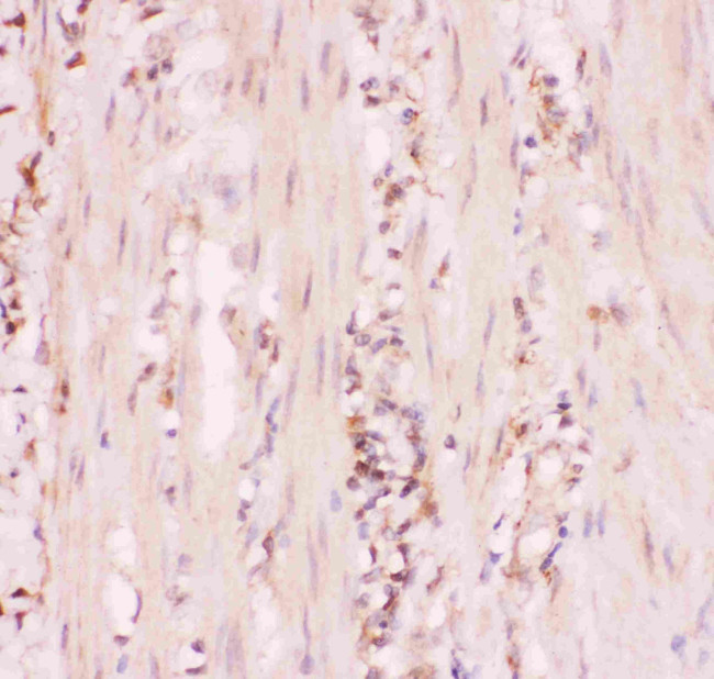 MRP4 Antibody in Immunohistochemistry (Paraffin) (IHC (P))