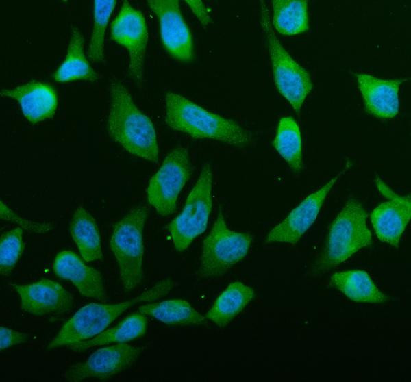 ABCE1 Antibody in Immunocytochemistry (ICC/IF)