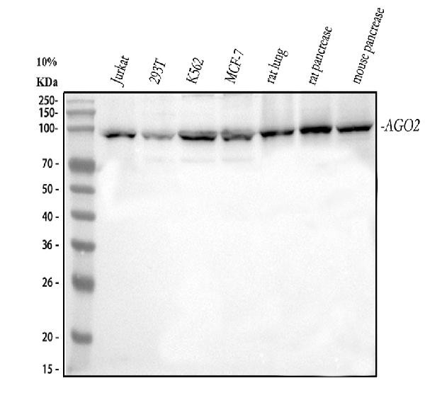 AGO2 Antibody in Western Blot (WB)