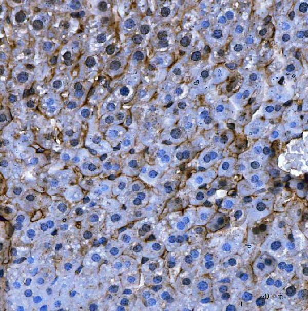Angiotensinogen Antibody in Immunohistochemistry (Paraffin) (IHC (P))
