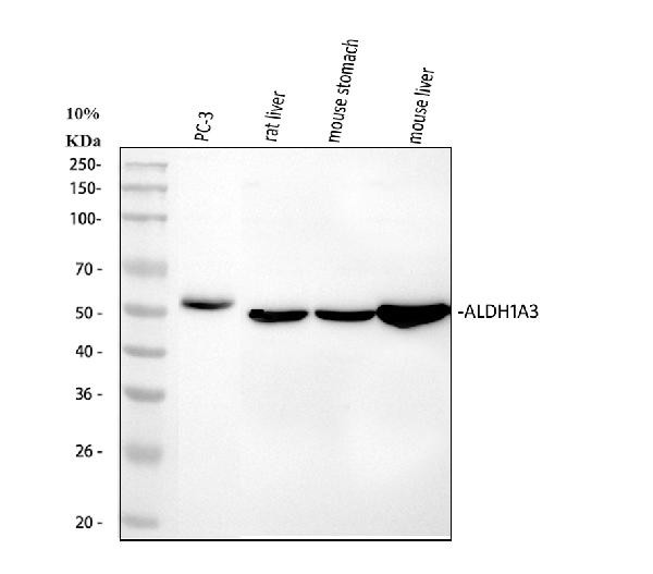 ALDH1A3 Antibody in Western Blot (WB)