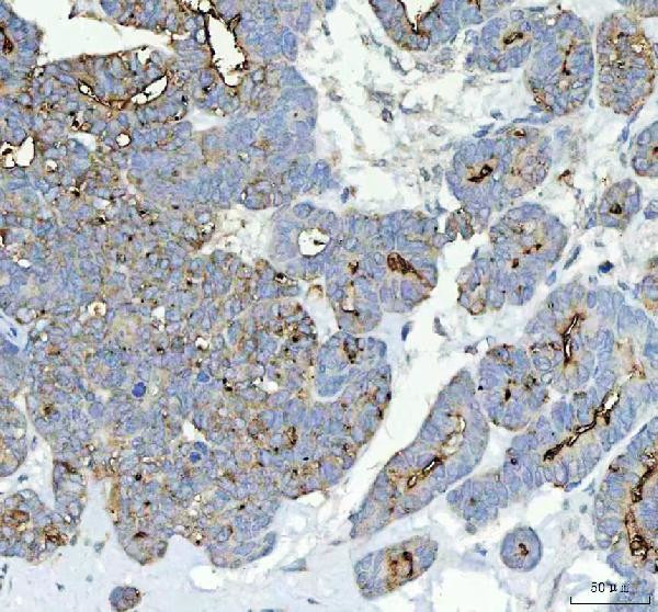 ALPL Antibody in Immunohistochemistry (Paraffin) (IHC (P))
