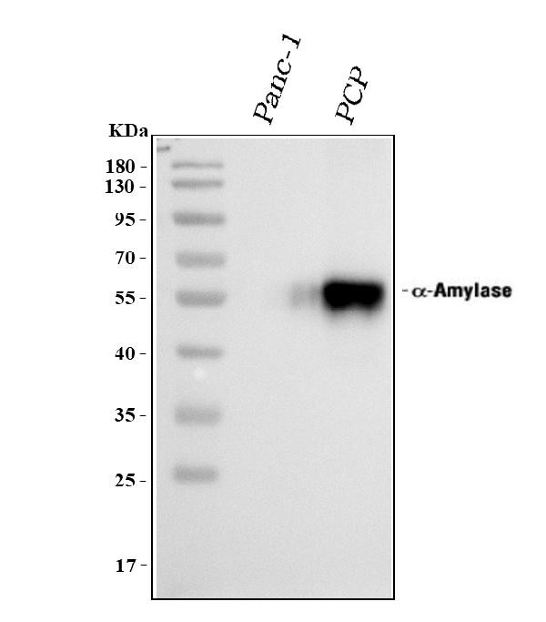 alpha Amylase 1 Antibody in Western Blot (WB)