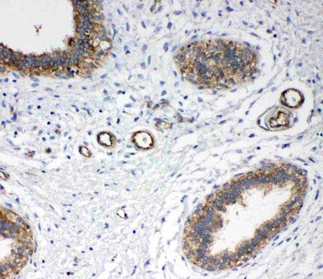 Annexin A4 Antibody in Immunohistochemistry (Paraffin) (IHC (P))