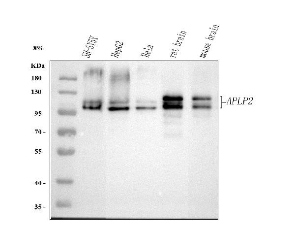 APLP2 Antibody in Western Blot (WB)
