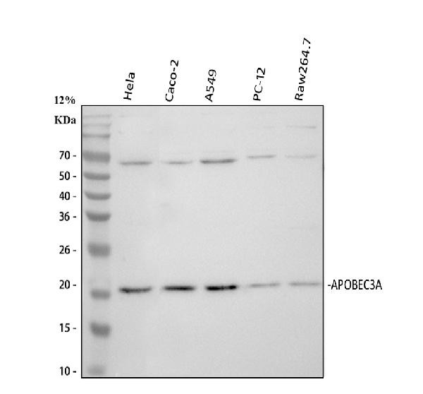 APOBEC3A Antibody in Western Blot (WB)