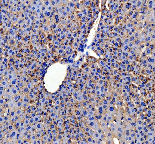 ApoC3 Antibody in Immunohistochemistry (Paraffin) (IHC (P))