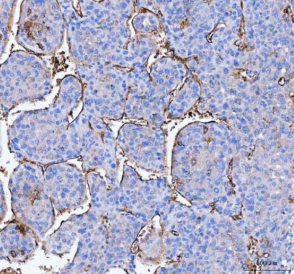 Aquaporin 1 Antibody in Immunohistochemistry (Paraffin) (IHC (P))