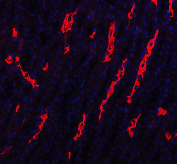 Aquaporin 1 Antibody in Immunohistochemistry (Paraffin) (IHC (P))
