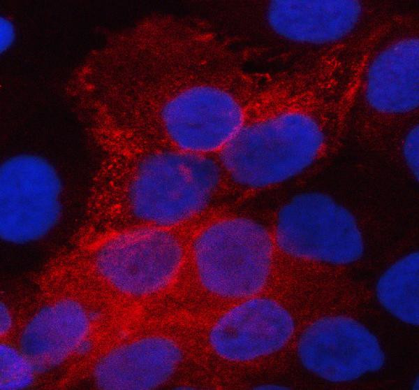 Aquaporin 3 Antibody in Immunocytochemistry (ICC/IF)