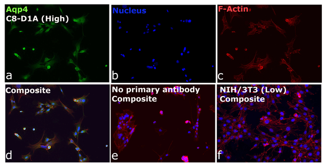 Aquaporin 4 Antibody in Immunocytochemistry (ICC/IF)