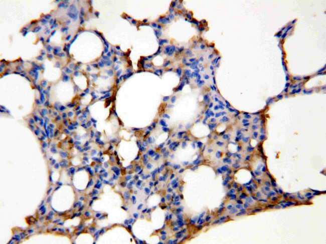 Aquaporin 5 Antibody in Immunohistochemistry (Paraffin) (IHC (P))