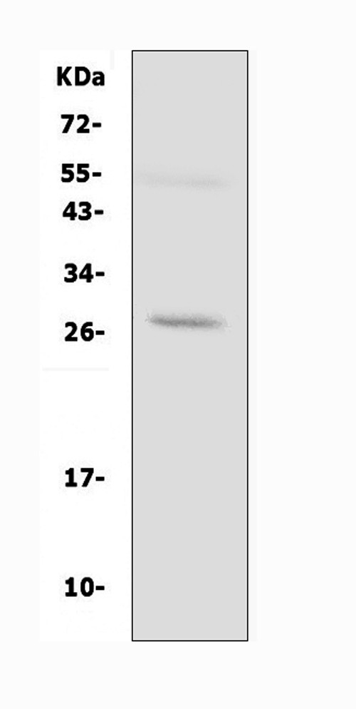 Aquaporin 8 Antibody in Western Blot (WB)