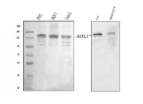 ASXL1 Antibody in Western Blot (WB)