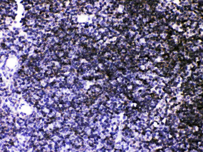 SERCA3 ATPase Antibody in Immunohistochemistry (Paraffin) (IHC (P))