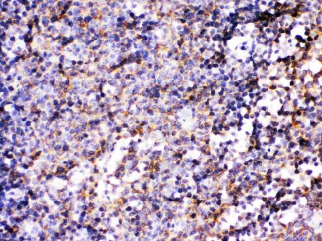 BCAR3 Antibody in Immunohistochemistry (Paraffin) (IHC (P))