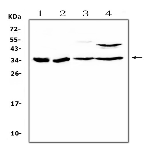 BRMS1 Antibody in Western Blot (WB)