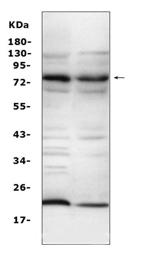 Complement C9 Antibody in Western Blot (WB)
