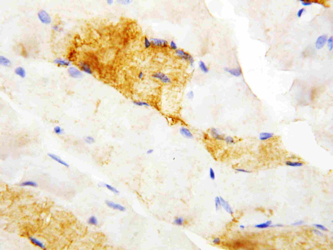 Carbonic Anhydrase III Antibody in Immunohistochemistry (Paraffin) (IHC (P))