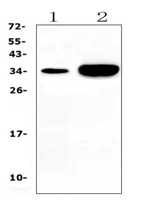 Carbonic Anhydrase IV Antibody in Western Blot (WB)