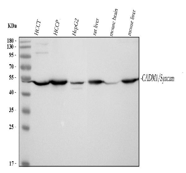 CADM1 Antibody in Western Blot (WB)