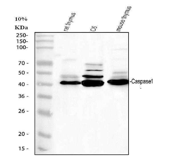 Caspase 1 p20 Antibody in Western Blot (WB)
