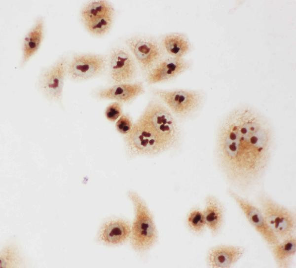 Caspase 3 p10 Antibody in Immunocytochemistry (ICC/IF)