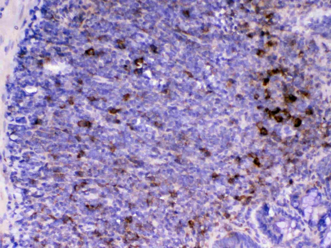 CD14 Antibody in Immunohistochemistry (Paraffin) (IHC (P))