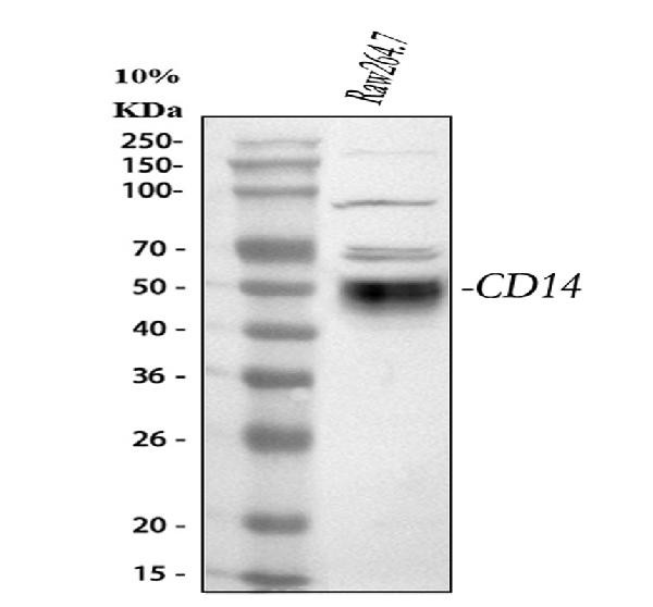 CD14 Antibody in Western Blot (WB)