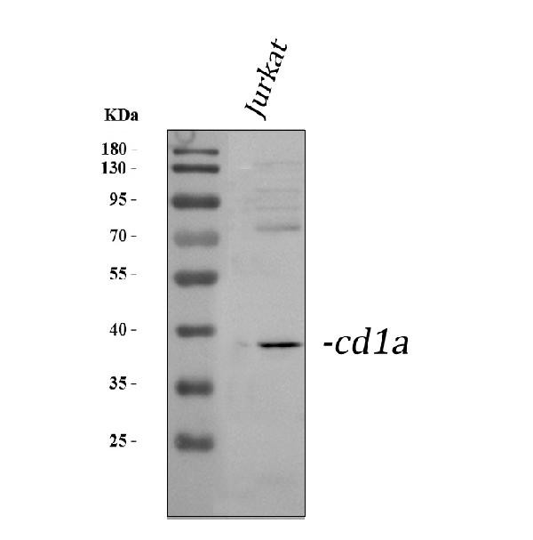 CD1a Antibody in Western Blot (WB)