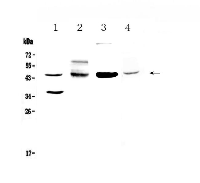 CD200 Antibody in Western Blot (WB)
