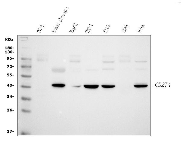PD-L1 (CD274) Antibody in Western Blot (WB)