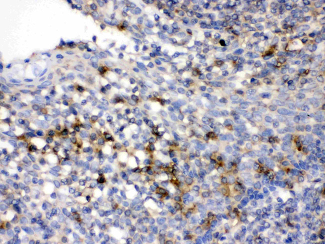 CD33 Antibody in Immunohistochemistry (Paraffin) (IHC (P))