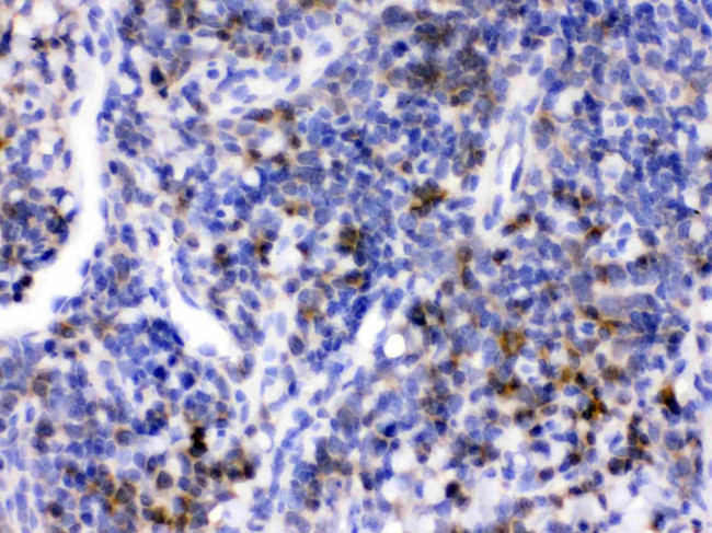 CD33 Antibody in Immunohistochemistry (Paraffin) (IHC (P))