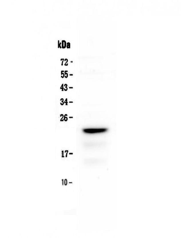 CD3 epsilon Antibody in Western Blot (WB)