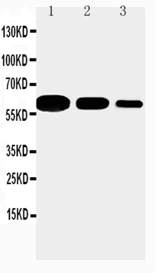 CD40 Antibody in Western Blot (WB)
