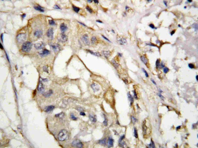 CD154 (CD40 Ligand) Antibody in Immunohistochemistry (Paraffin) (IHC (P))