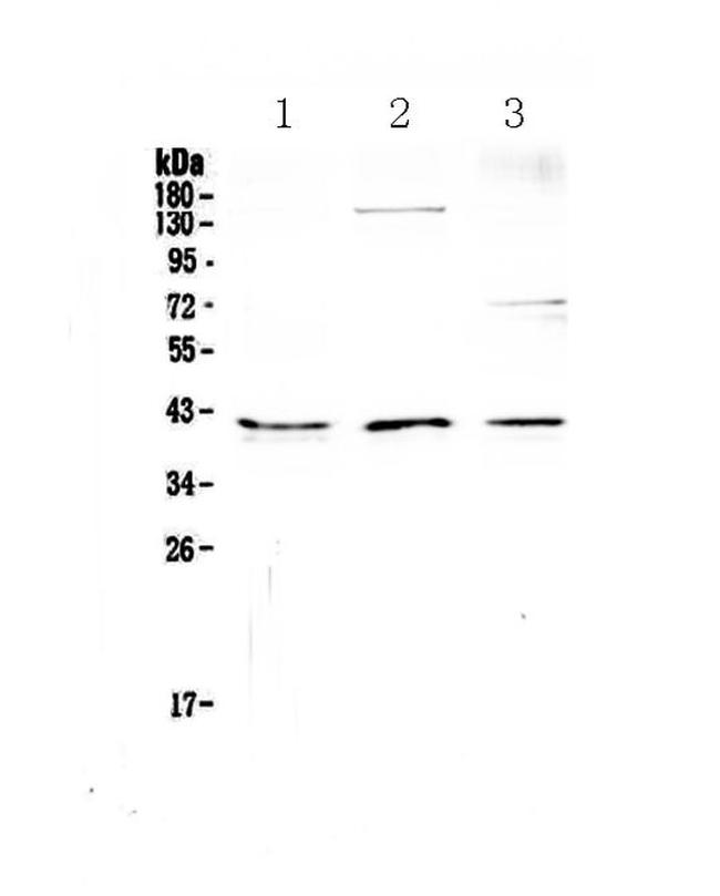 CD47 Antibody in Western Blot (WB)