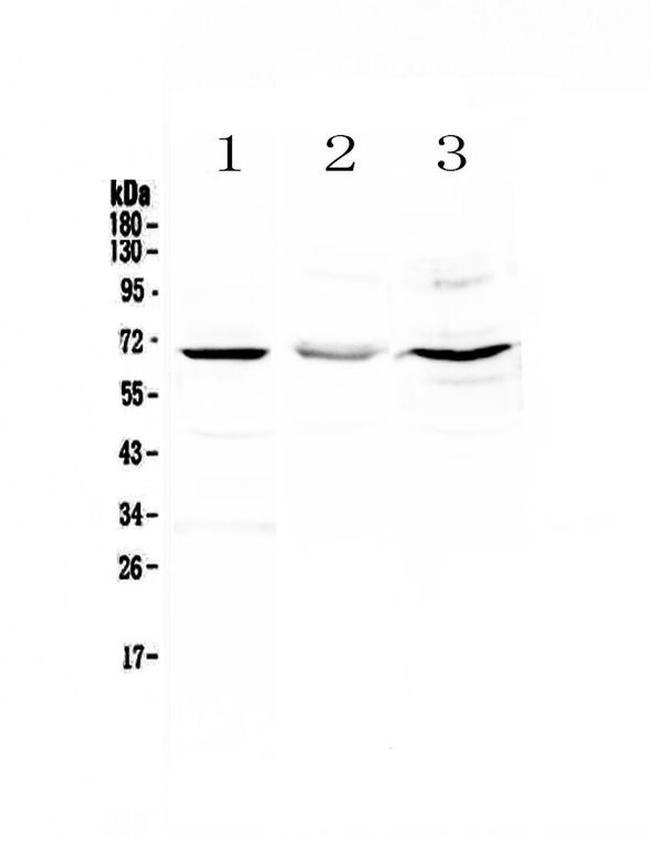 CD5 Antibody in Western Blot (WB)