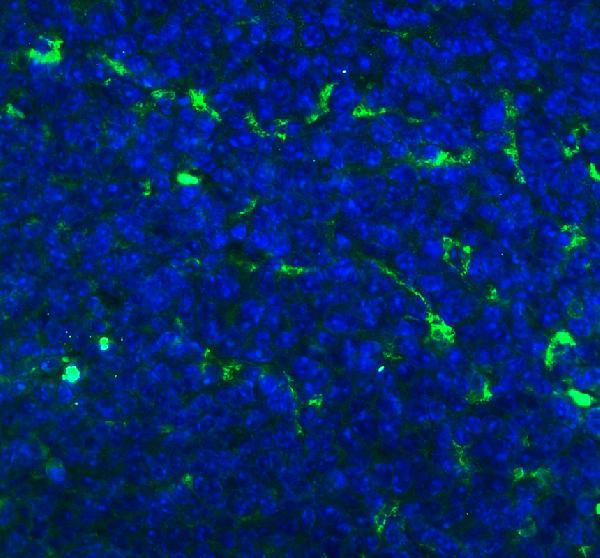 CD68 Antibody in Immunohistochemistry (Paraffin) (IHC (P))