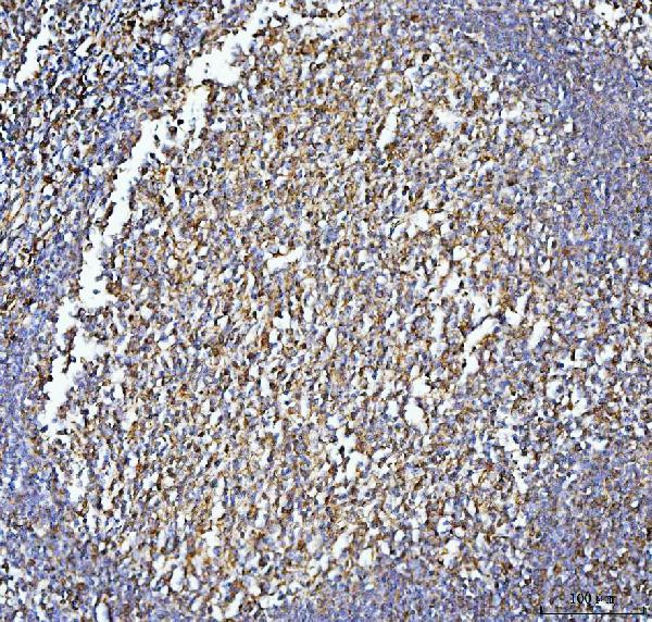 CD86 Antibody in Immunohistochemistry (Paraffin) (IHC (P))