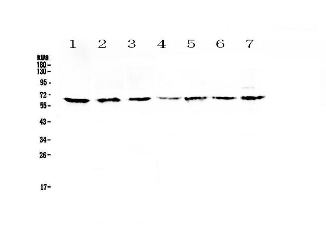 CD86 Antibody in Western Blot (WB)