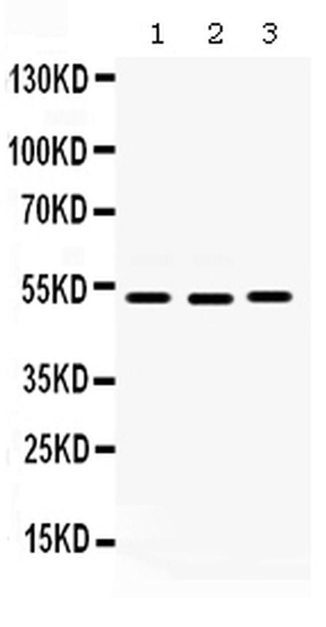 CDC25C Antibody in Western Blot (WB)