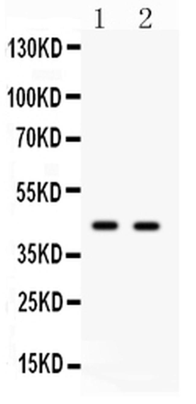 CDC37 Antibody in Western Blot (WB)
