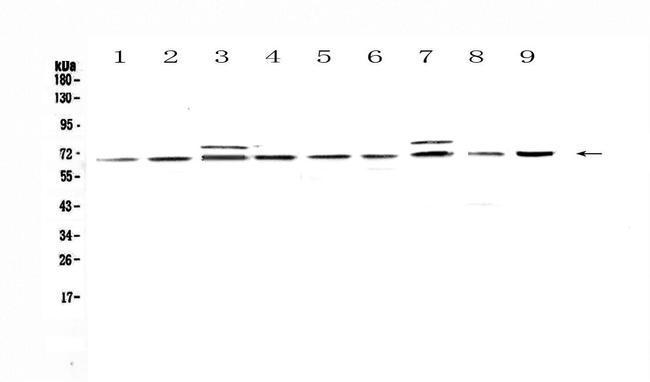 CDC45L Antibody in Western Blot (WB)