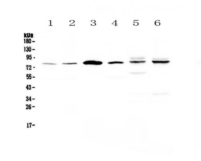 CEP68 Antibody in Western Blot (WB)