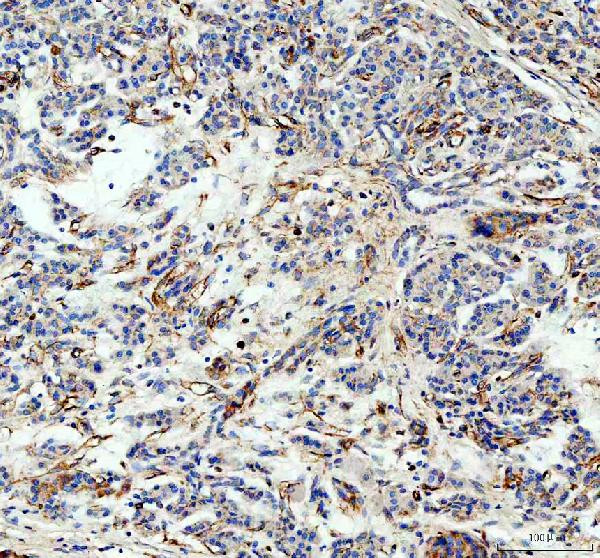 Factor D Antibody in Immunohistochemistry (Paraffin) (IHC (P))