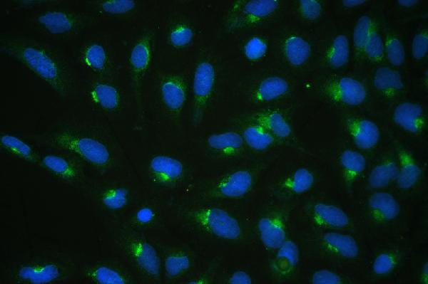 COPE Antibody in Immunocytochemistry (ICC/IF)