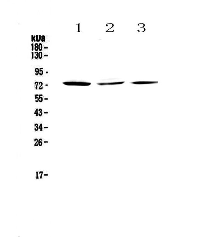 TORC2 Antibody in Western Blot (WB)
