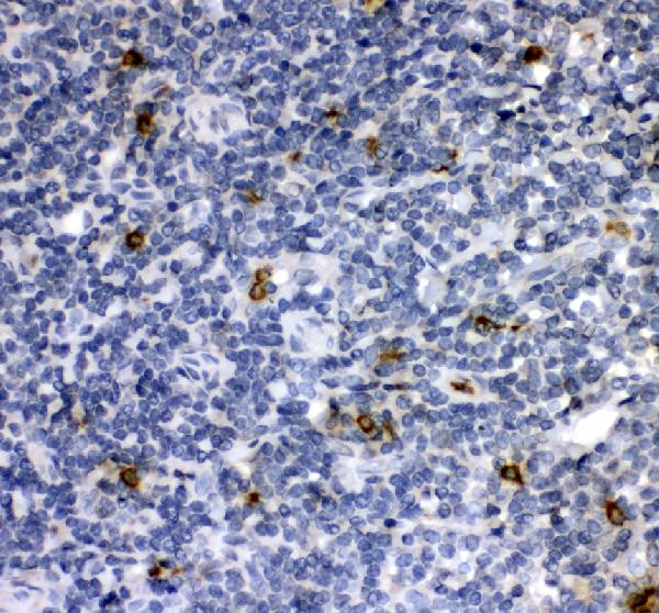 Cathepsin G Antibody in Immunohistochemistry (Paraffin) (IHC (P))